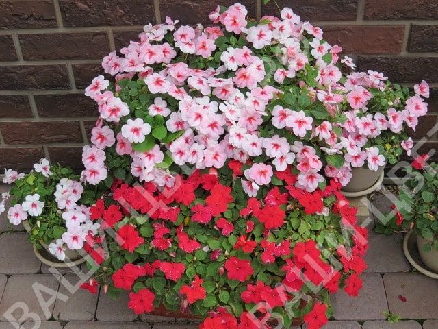 Семена Бальзамин Уоллера IMPREZA mix цена 25 руб. 5 шт.