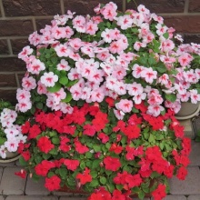 Семена Бальзамин Уоллера IMPREZA mix цена 25 руб. 5 шт.