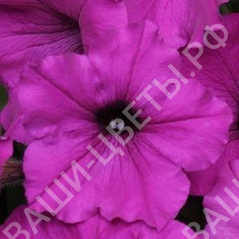 Семена Петуния Easy Wave™ Violet (фиолетовый)  цена 120 руб. 5шт