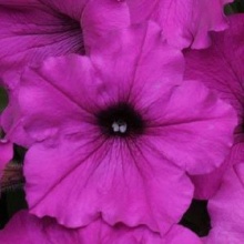 Семена Петуния Easy Wave™ Violet (фиолетовый)  цена 120 руб. 5шт