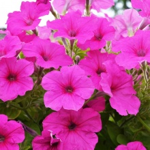 Семена Петуния Easy Wave™Neon Rose 