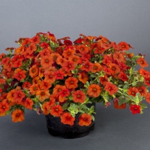 Калибрахоа Noa Papaya