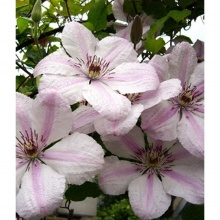 Клематис John Paul II 