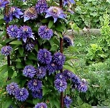 Клематис Multi Blue (Мульти Блю) 