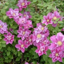 Клематис Piilu