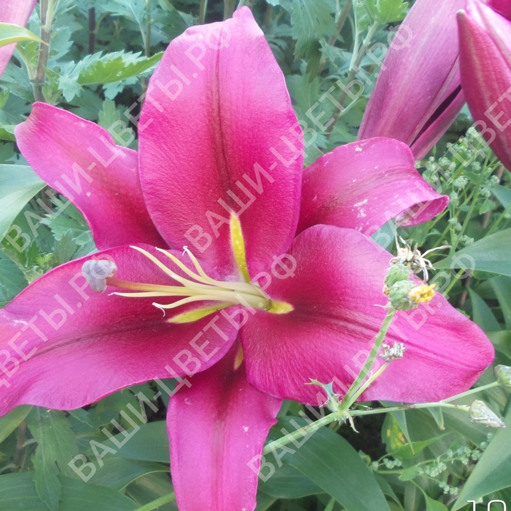 Лилия PALAZZO (ПАЛАЦЦО)