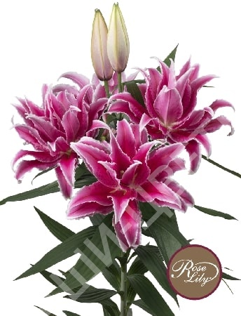 Лилия ROSELILY LORENA 16/18