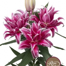 Лилия ROSELILY LORENA 16/18