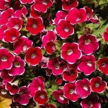 Петуния Cascadias Rim Cherry