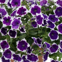 Петуния Cascadias Rim Violet цена 80 руб.