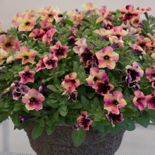Петуния Crazytunia Blackberry Cheesecake