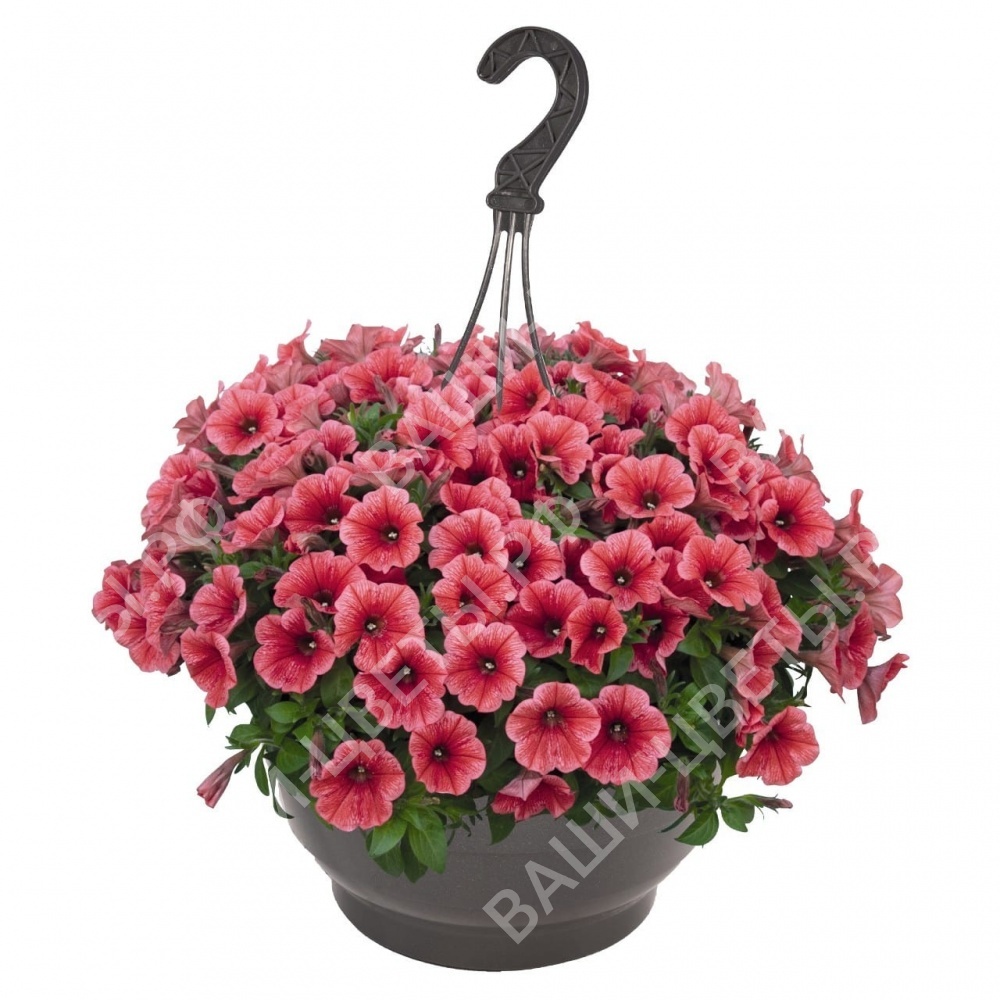 Петуния Potunia Coral цена 80 руб. 