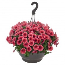 Петуния Potunia Coral цена 80 руб. 