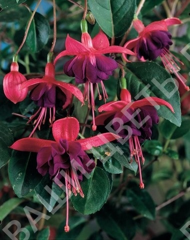 Фуксия Hang Dollar Princess цена 70 руб.