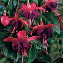 Фуксия Hang Dollar Princess цена 70 руб.