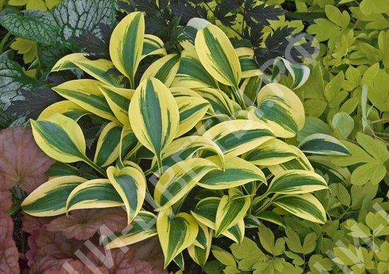 ХОСТА ОТУМН ФРОСТ 