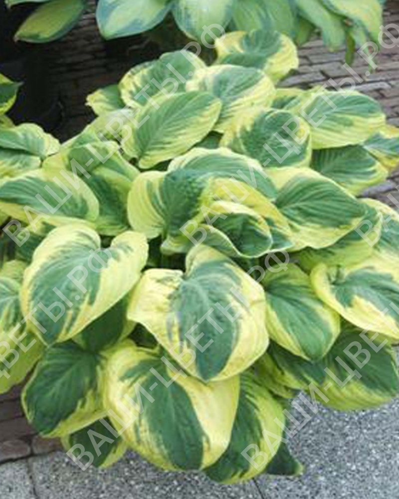 хоста CARNIVAL (Карнавал)