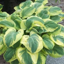 хоста CARNIVAL (Карнавал)