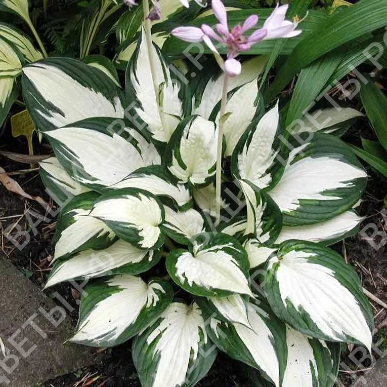 Хоста FIRE AND ICE (Фаер Энд Айс)