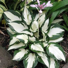 Хоста FIRE AND ICE (Фаер Энд Айс)