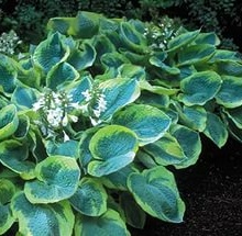 ХОСТА ФРАНСЕЗ УИЛЬЯМС цена 150 руб. 