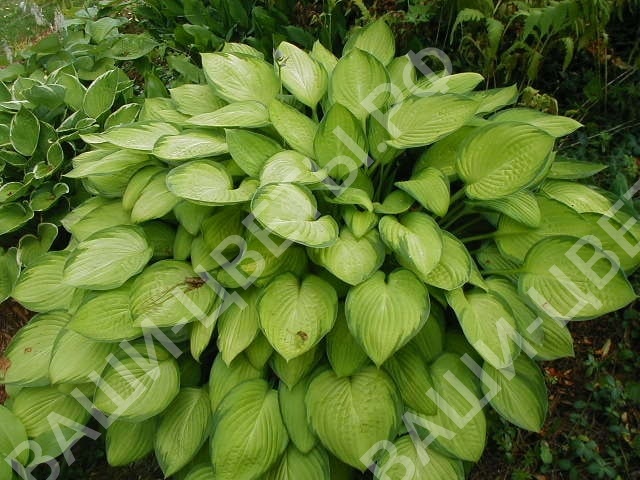 ХОСТА ГОЛД СТАНДАРТ