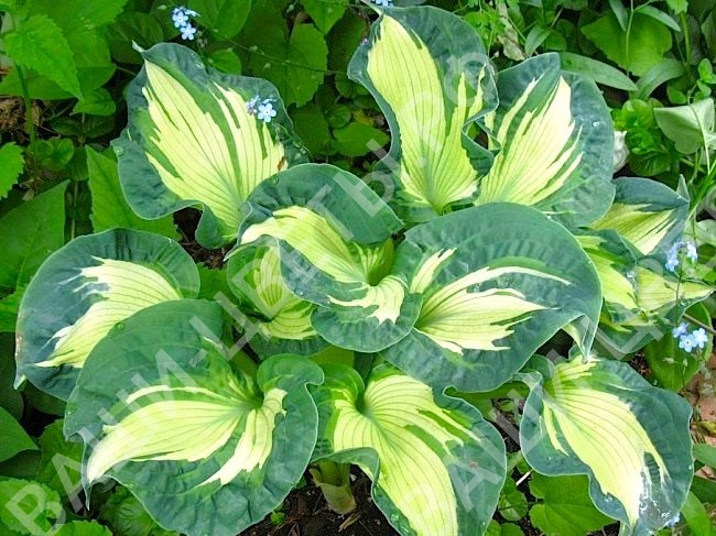 хоста ГОЛДЕН МЕДОУС