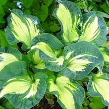 хоста ГОЛДЕН МЕДОУС