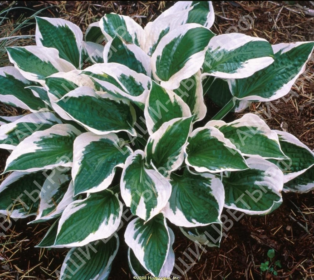 ХОСТА ПАТРИОТ 