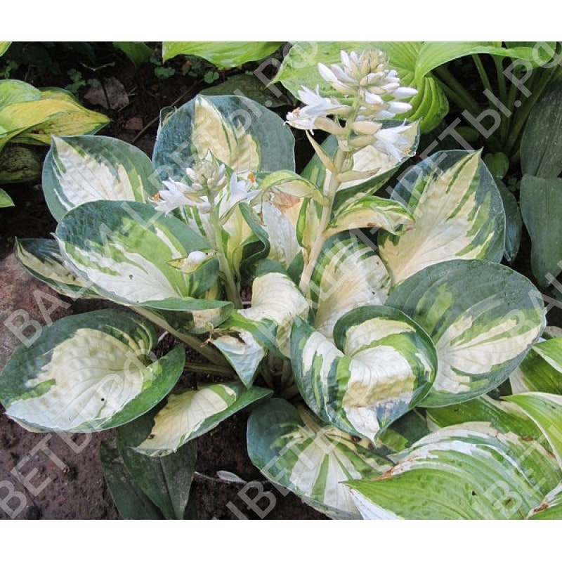 Хоста Popcorn (Попкорн) 