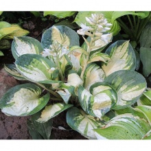 Хоста Popcorn (Попкорн) 