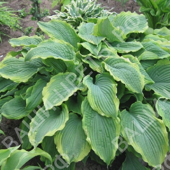 Хоста Spartacus