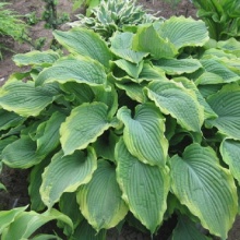 Хоста Spartacus