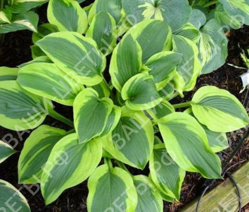 хоста ВЕЛЬВЕТ МУН 