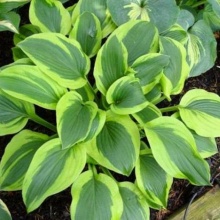 хоста ВЕЛЬВЕТ МУН 