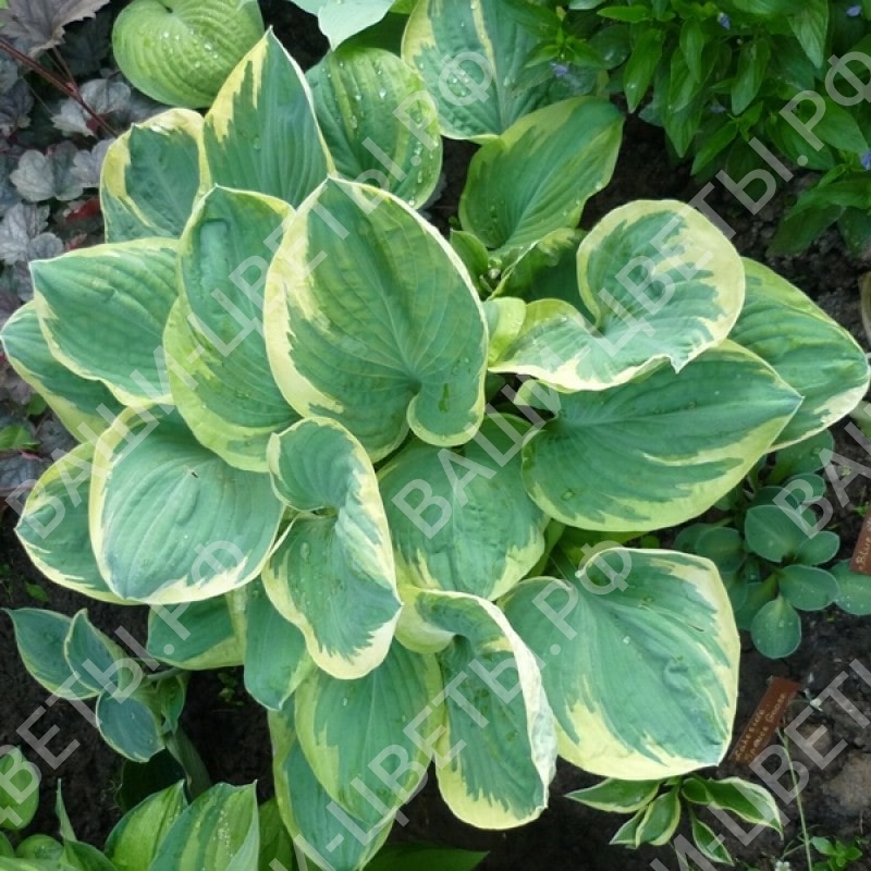 Хоста СНОУ КАП 