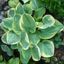 Хоста СНОУ КАП 