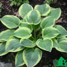 Хоста Уайд Брим 