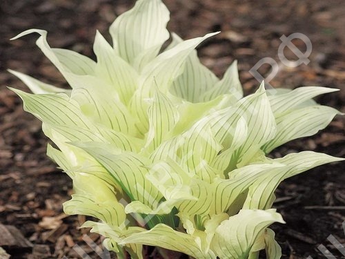 Хоста Hosta  White Feathers цена 250 руб. 