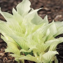 Хоста Hosta  White Feathers цена 250 руб. 