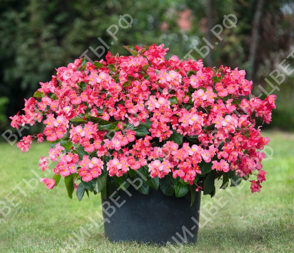 Семена Бегония бенариензис  Big Deluxxe Rose Green Leaf цена 55 руб. 3шт.