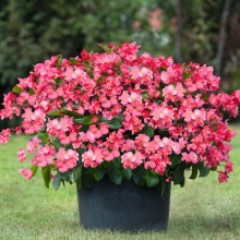 Семена Бегония бенариензис  Big Deluxxe Rose Green Leaf цена 55 руб. 3шт.