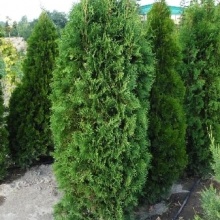 Туя Thuja occidentalis Columna