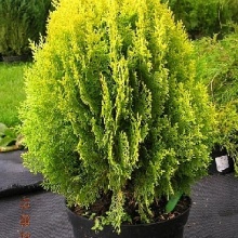 Туя Thuja occidentalis Danica Aurea