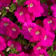 Петуния Blanket Rose