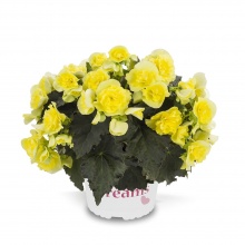 Бегония Solenia Yellow цена 160 руб.