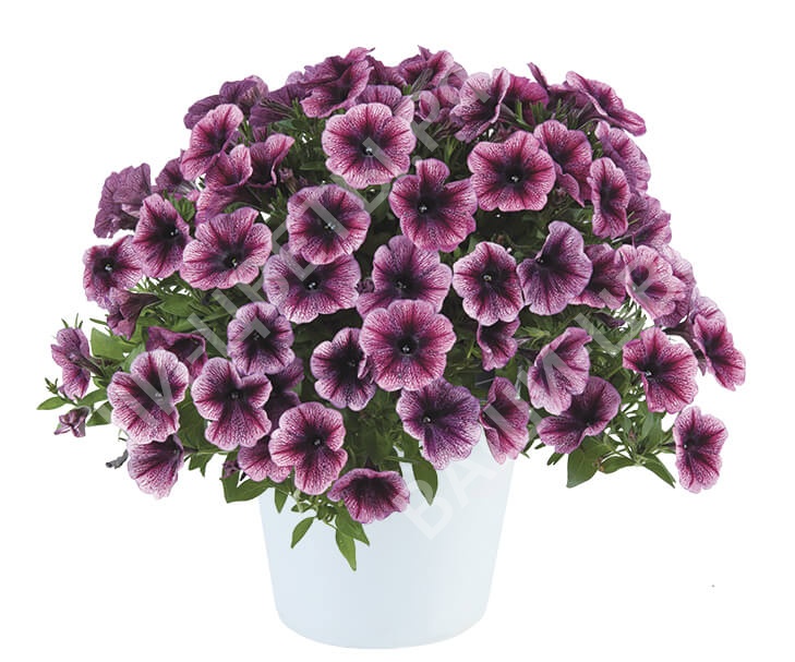 Петуния Cascadias Purple Ice цена 80 руб.