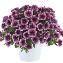 Петуния Cascadias Purple Ice цена 80 руб.