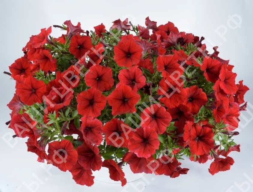 Петуния Cascadias Red 