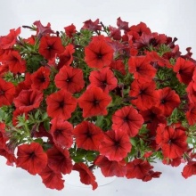 Петуния Cascadias Red 